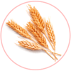 Glutenhaltiges Getreide Tag: Glutenhaltiges Getreide