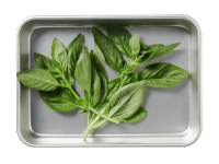 Basilic