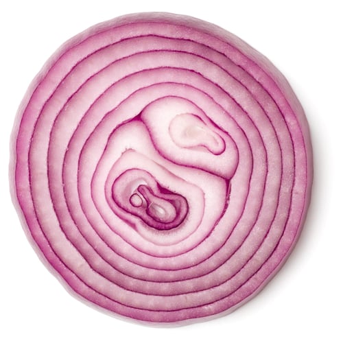  Zwiebel