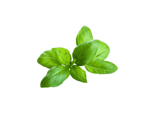 Basilikum