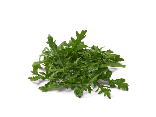 Rucola