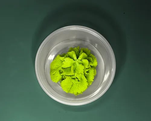 Wasabi