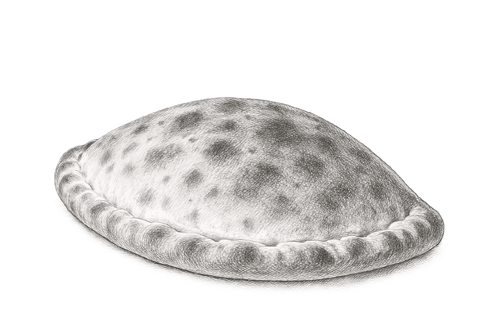 Pizza Calzone
