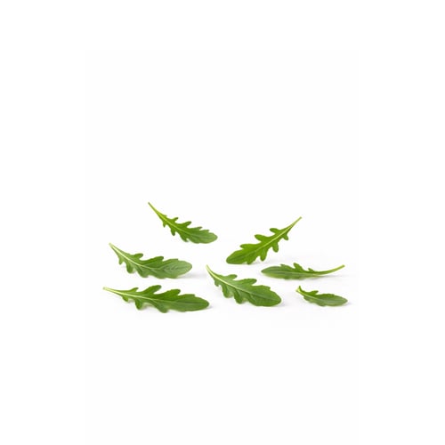 Rucola