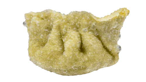 Gyoza vegan (4 Stück)
