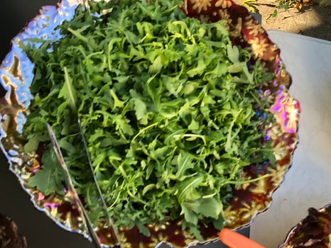 Rucola Salat