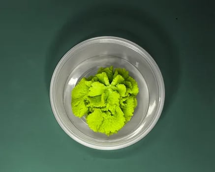 Wasabi