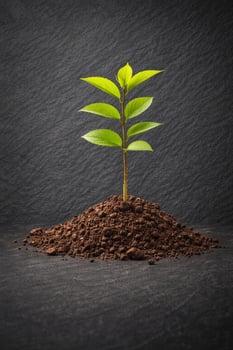 Spende einen Baum Spende einen Baum